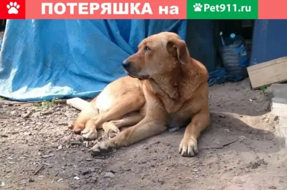 Найдена собака в Домодедово https://vk.com/justsansara