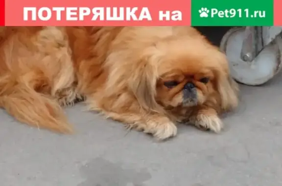 Найдена собака в Лосино-Петровском: Марченко 13, порода пекинес