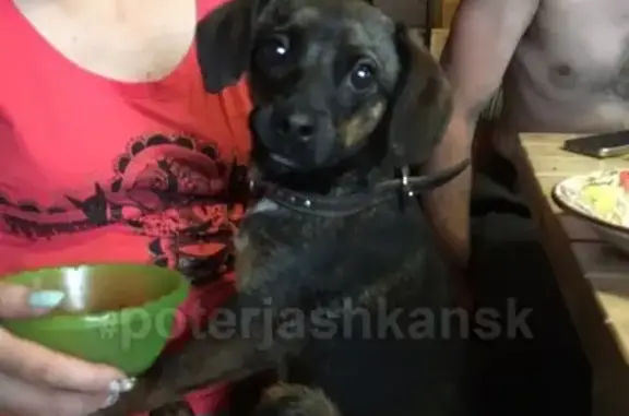 Найден пёсик на Бердышева в Новосибирске