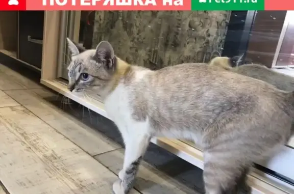 Найдена кошка на ул. Штеменко, Краснооктябрьский район