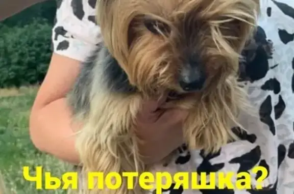 Найдена собака в Ростове, ищем хозяина!