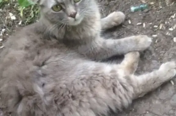 Найдена кошка на детской площадке в Н. Челнах