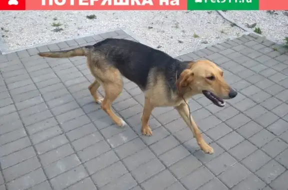 Найдена домашняя собака в Иншинке, Тула