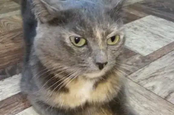 Потерянные животные Набережные Челны, фото: Пропала трехцветная кошка в Набережных Челнах