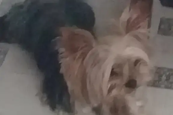 Собаки потеряшки, Москва, фото: Потеряшка собака Жан на Базовской улице, Москва