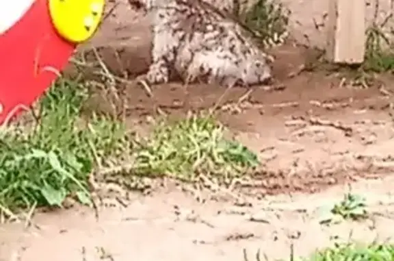 Собака в плохом состоянии в Глазове, Удмуртская Республика