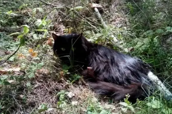 Найдена кошка в бору возле Большевика, Московская область