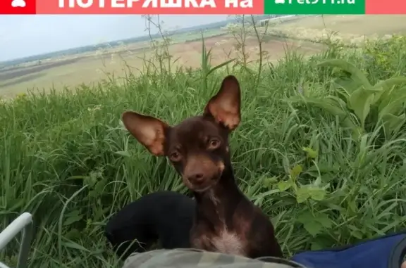Пропала собака в Белореченске, Краснодарский край
