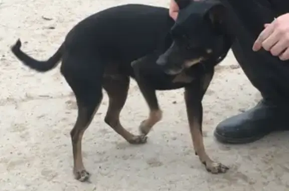 Найдена собака на Бурцевской улице