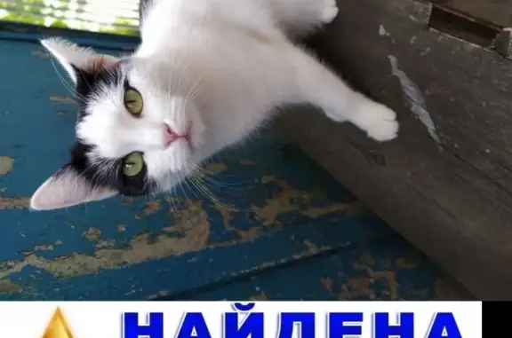 Отдадим в добрые руки кошку без хвоста в Волгограде