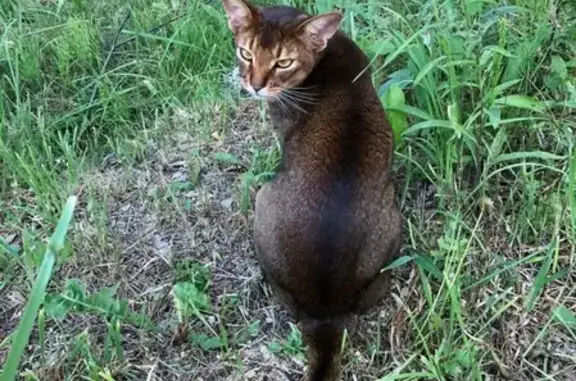 Пропала Абессинская кошка в Чехове, Московская область