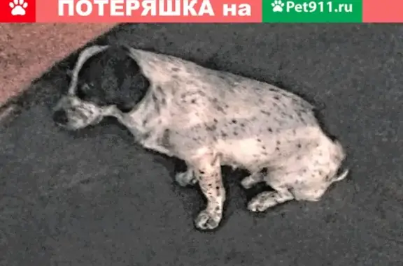 Собака найдена возле кооперативного рынка в Краснодаре