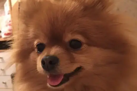 Потерянные животные Нижний Новгород, фото: Пропала собака в Нижнем Новгороде, ул. Зеленодольская, 24 июня.