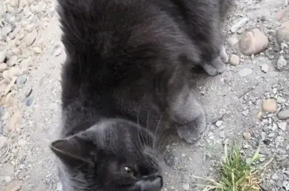 Найден ласковый кот на улице Железнодорожной, Новоалександровск