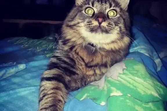 Потерянные животные Смоленск, фото: Пропал Сибирский кот на ул. Соболева, 116.