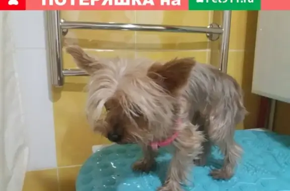 Собака найдена в Сургуте, ХМАО, Россия