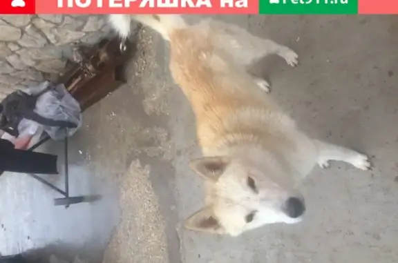 Найдена собака в Рыбном, Рязанская обл.