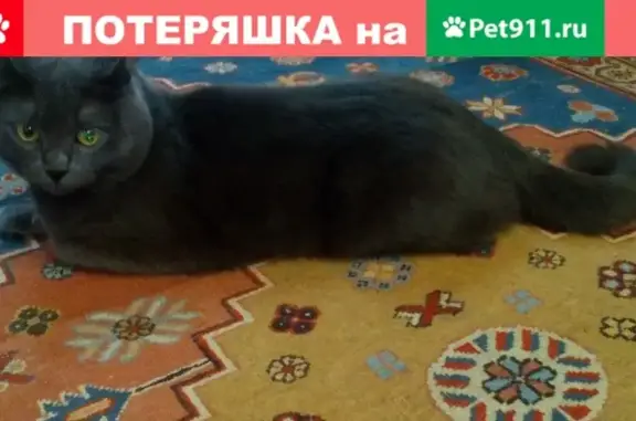 Пропал кот Тоша в п. Верх-Нейвинский, Новоуральск.