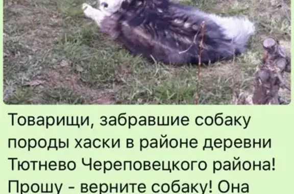 Пропала собака хаски в деревне Тютнево, Вологодская область