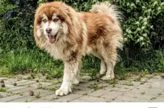 Пропала собака Хаски в Видном: +79689246438