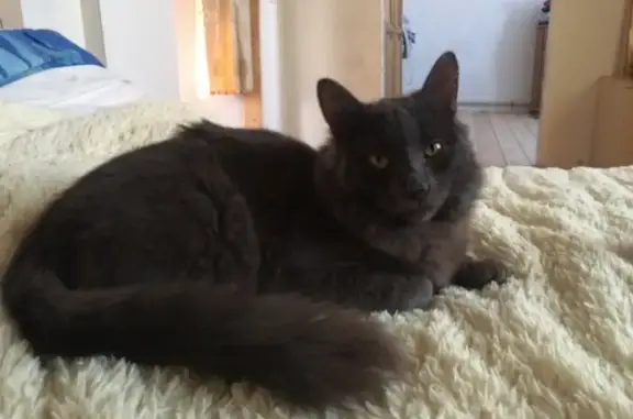 Объявления о пропавших и найденных животных, Киров, фото: Пропал кот Моня в Ганино, серый окрас, розовый ошейник.