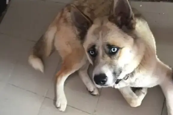 Найдена домашняя собака в Лямцино, Домодедово