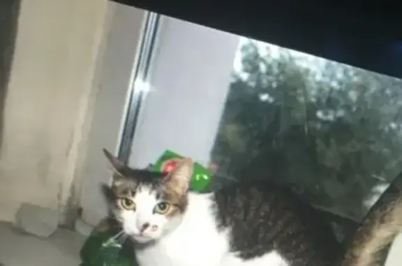 Найдена кошка в Ногинске на ул. 3-го Интернационала