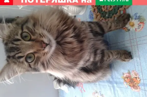 Кошки потеряшки, Ярославль, фото: Потеряшка кот Томас в районе Липовой горы, Ярославль