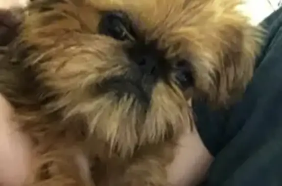 Собаки потеряшки, Москва, фото: Потеряшка собака Ева на Мытной улице!