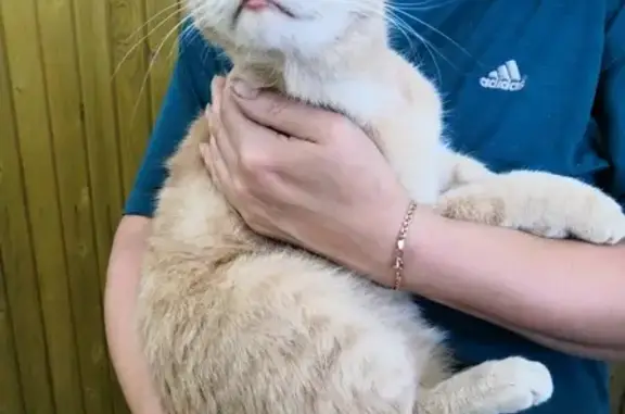 Найден молодой кот персикового окраса в Ольгино