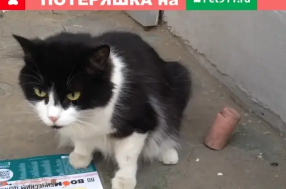 Беременная кошка найдена возле магазина Командор (Батурина, 36)