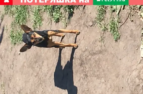 Найдена маленькая собака в Набережных Челнах на ул. 40 лет Победы.