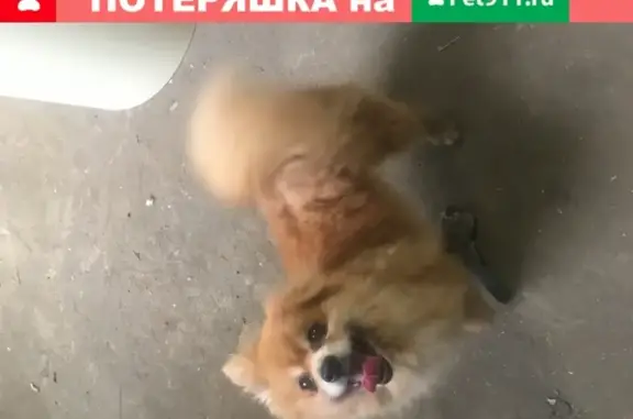 Найдена собака Шпиц на ул. Марата, Тула