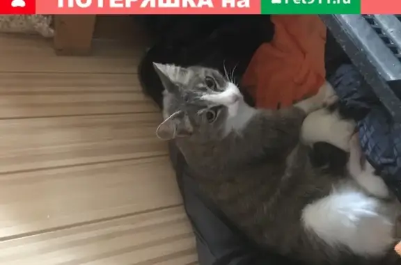 Найдена кошка в поселке Киссолово, Всеволожский район