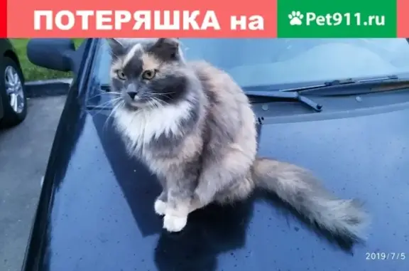 Найдена домашняя кошка на ул. Комсомольской, д. 86 в Подольске