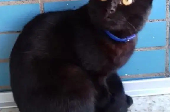 Найден чёрный кот с ошейником возле метро Рязанский проспект