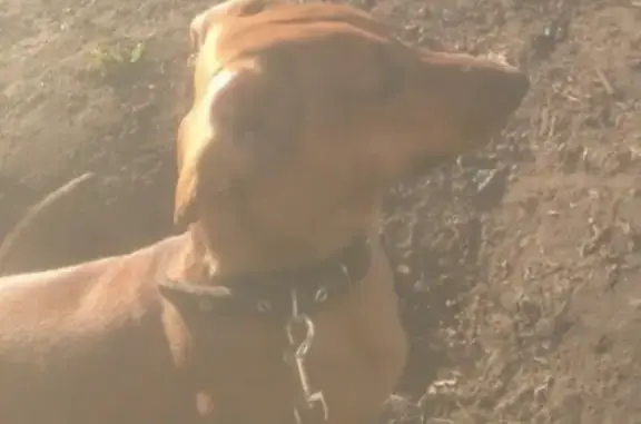 Пропала собака Мейсон на Мелекесской ул. в Ульяновске
