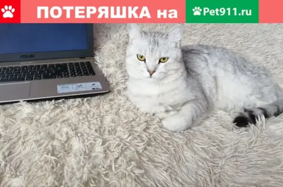 Пропала кошка Маркиз, выпала с балкона в Новокузнецке