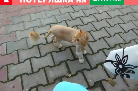 Пропал кот Рыжий в районе ул. Желябова, Евпатория