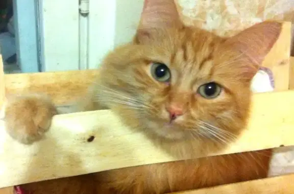 Пропала кастрированная кошка Рыжик в Папушево, Одинцовский район.