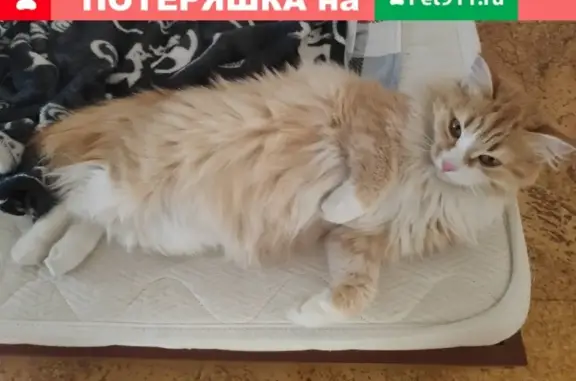 Пропала кошка на ул. Степана Разина, Томск