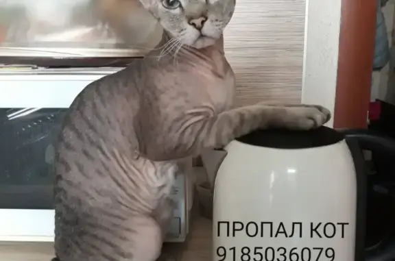 Пропал кот Макс, ул. Гагарина 37, Волгодонск