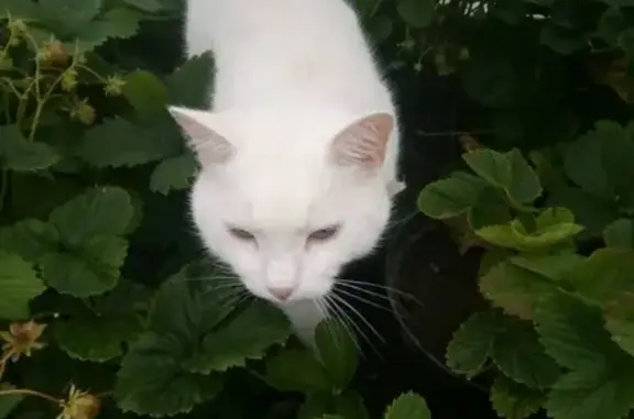 Пропала кошка Маркиз, белый с ошейником, Кусинское поселение