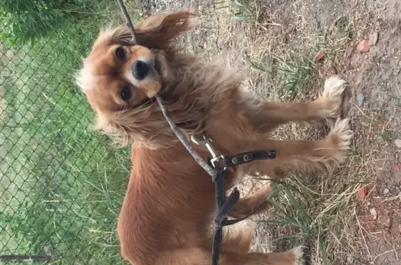 Собака найдена в селе Саловка, Пензенская область