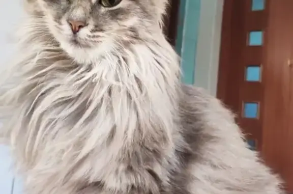 Кошки потеряшки, Москва, фото: Потеряшка сибирская кошка возрастом 1.5-2 года, адрес: Москва, Рязановское, Знамя Октября, участки Берёзки, 35к1.