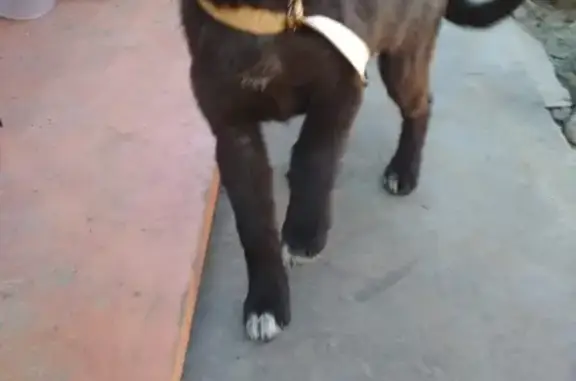 Собаки потеряшки, Тверь, фото: Потеряшка собака на ул. Георгия Димитрова