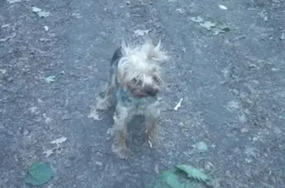 Найдена собака Кабель Йорк в лесопарке Щёлоковский Хутор