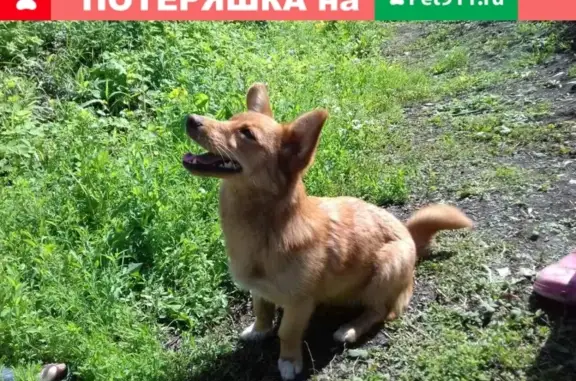 Найдена собака в Чурилово, породы корги