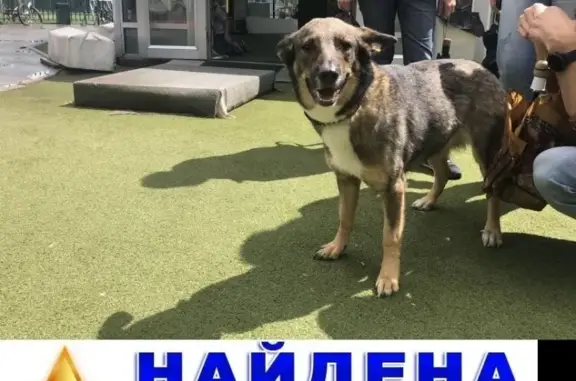 Найдена собака в парке ВДНХ, Москва - ищем хозяина!