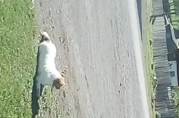 Пропала собака в Мекензиевых Горах, отзывается на Бубъ